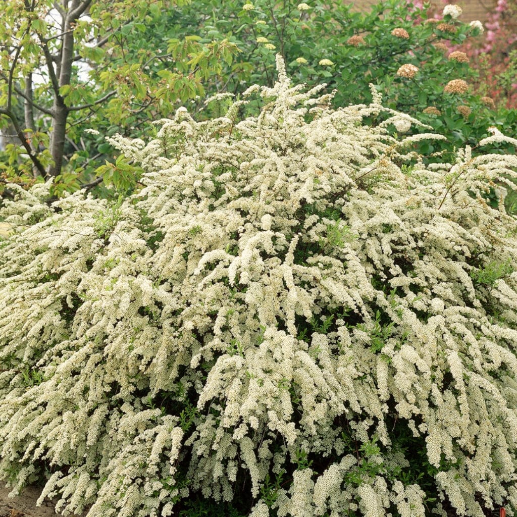 Spiraea vanhouttei