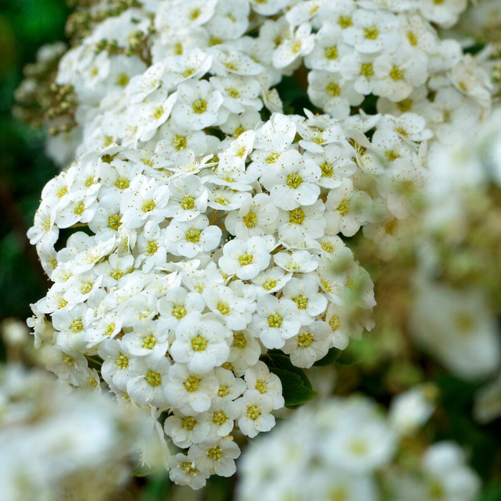 Spiraea vanhouttei