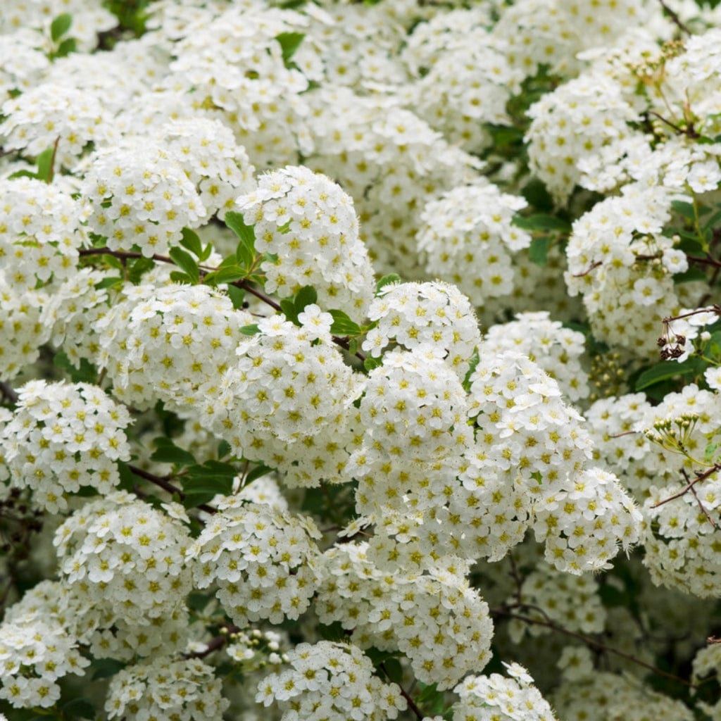 The Ultimate Flowering Hedge