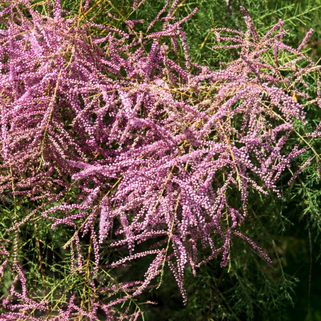 Growers' Choice