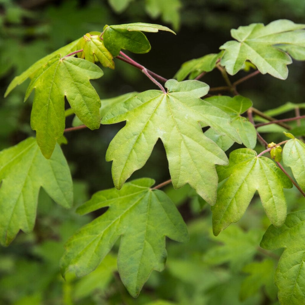 Acer campestre
