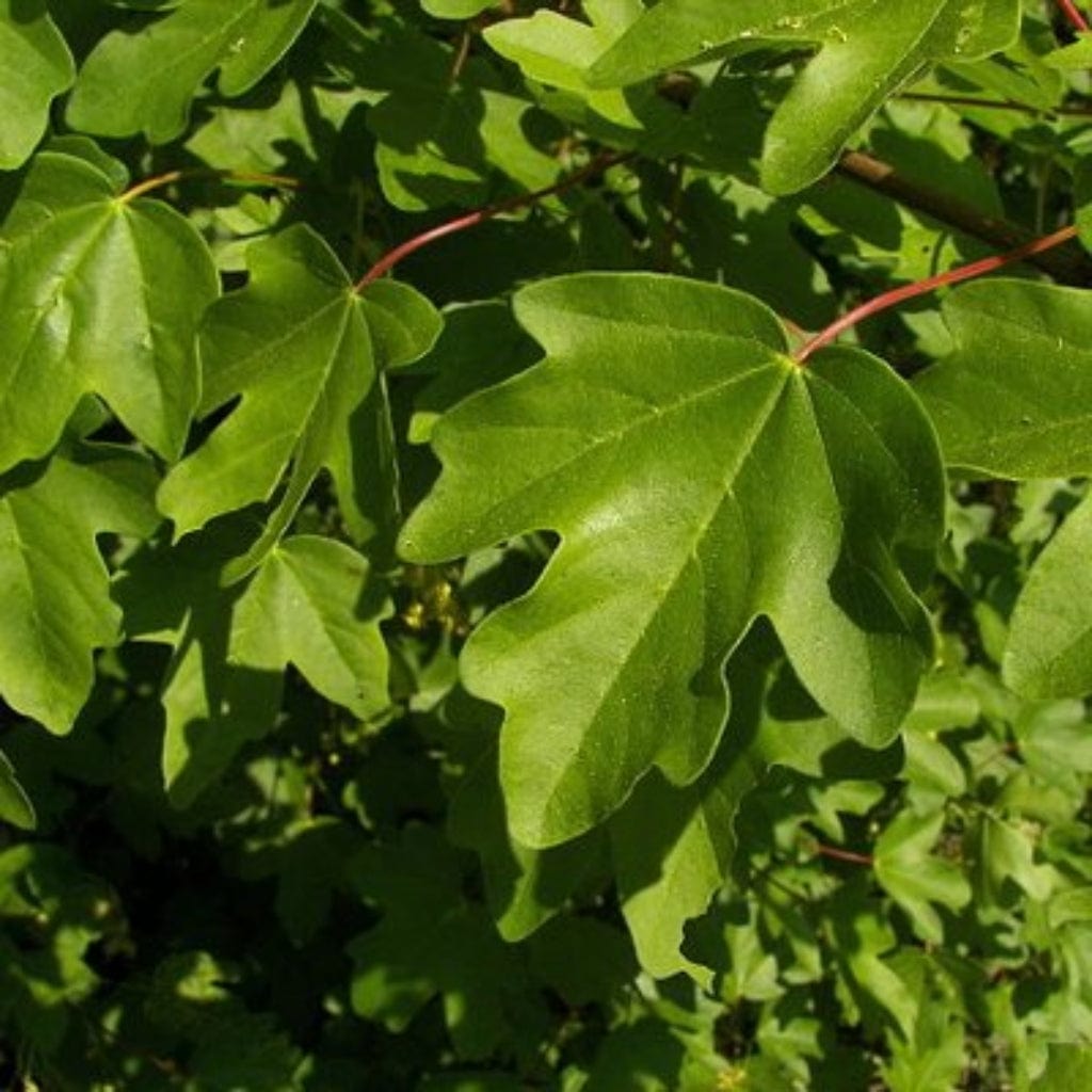 Acer campestre