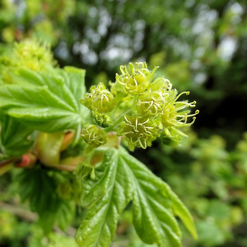 Acer campestre