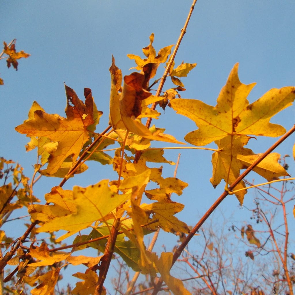 Acer campestre