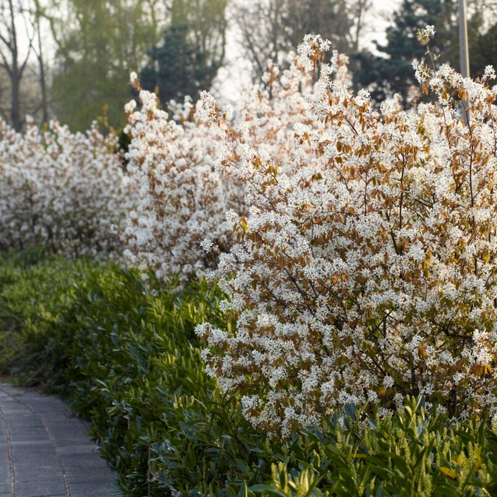 Amelanchier canadensis Hedging