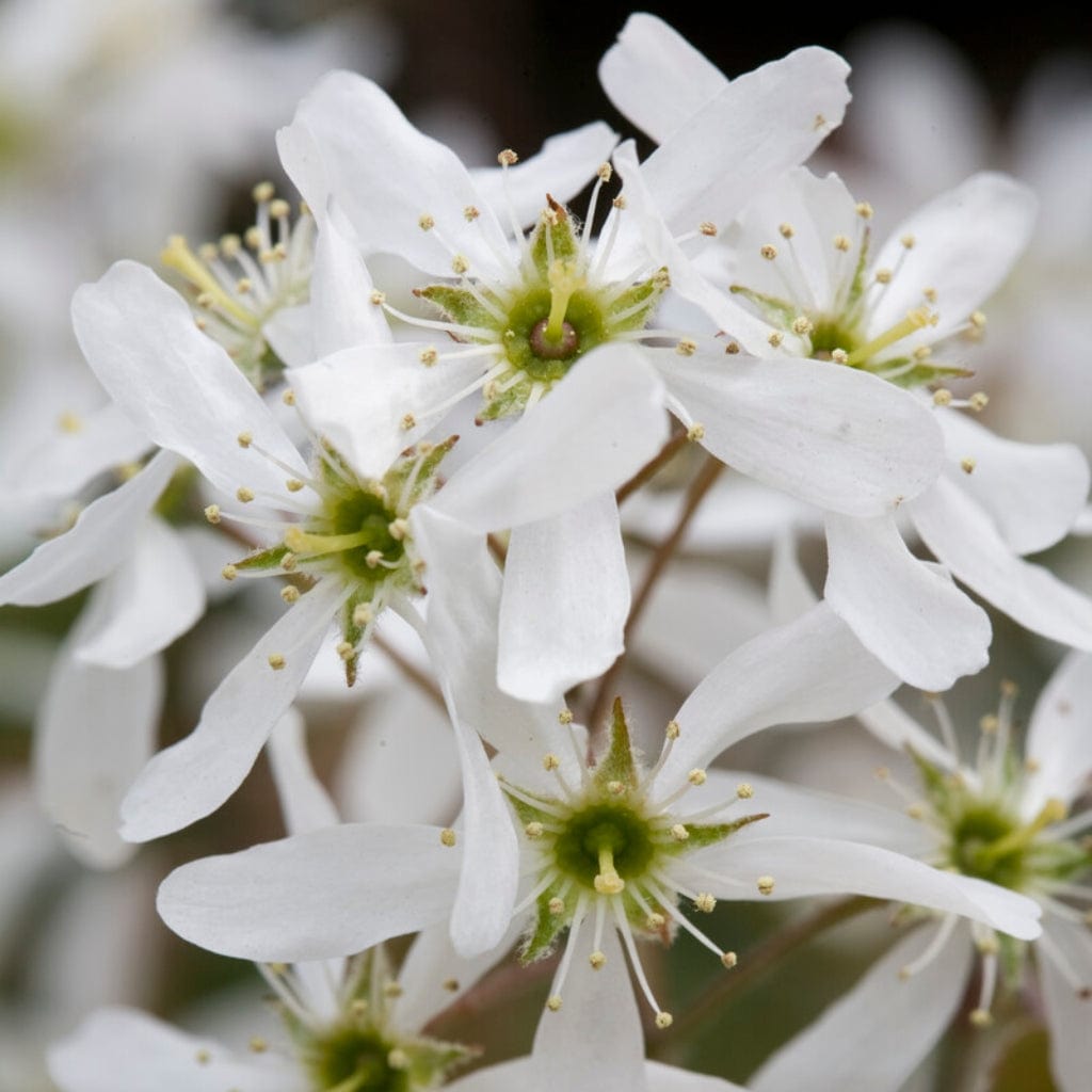 Amelanchier canadensis Hedging