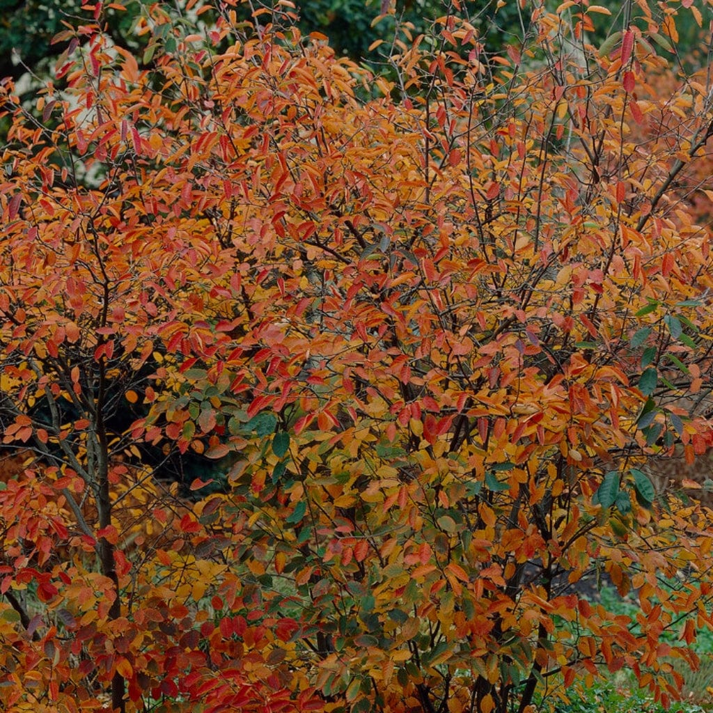 Amelanchier canadensis Hedging