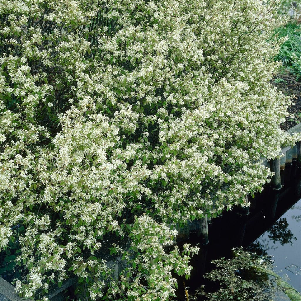 Amelanchier canadensis Hedging
