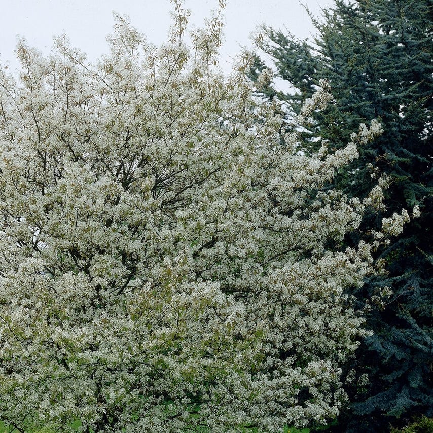 Amelanchier canadensis Hedging