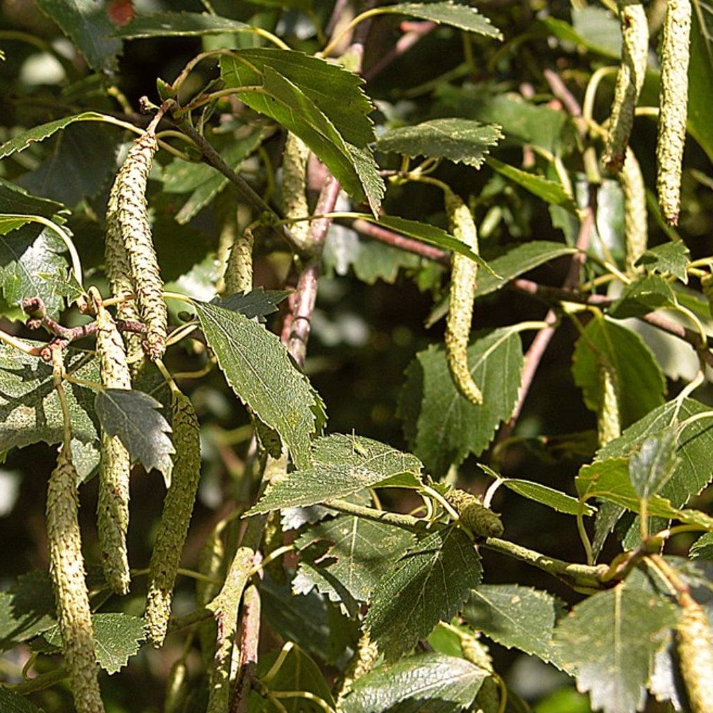 Betula pendula