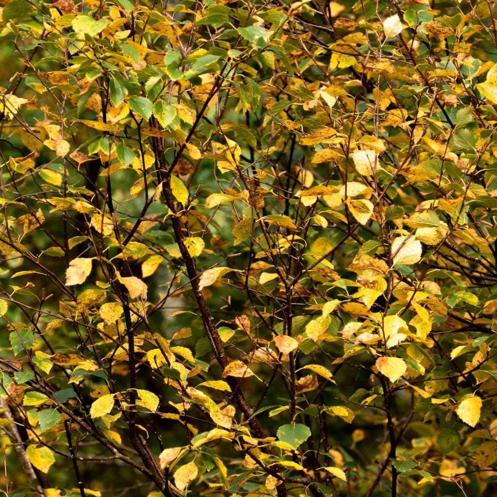 Betula pendula