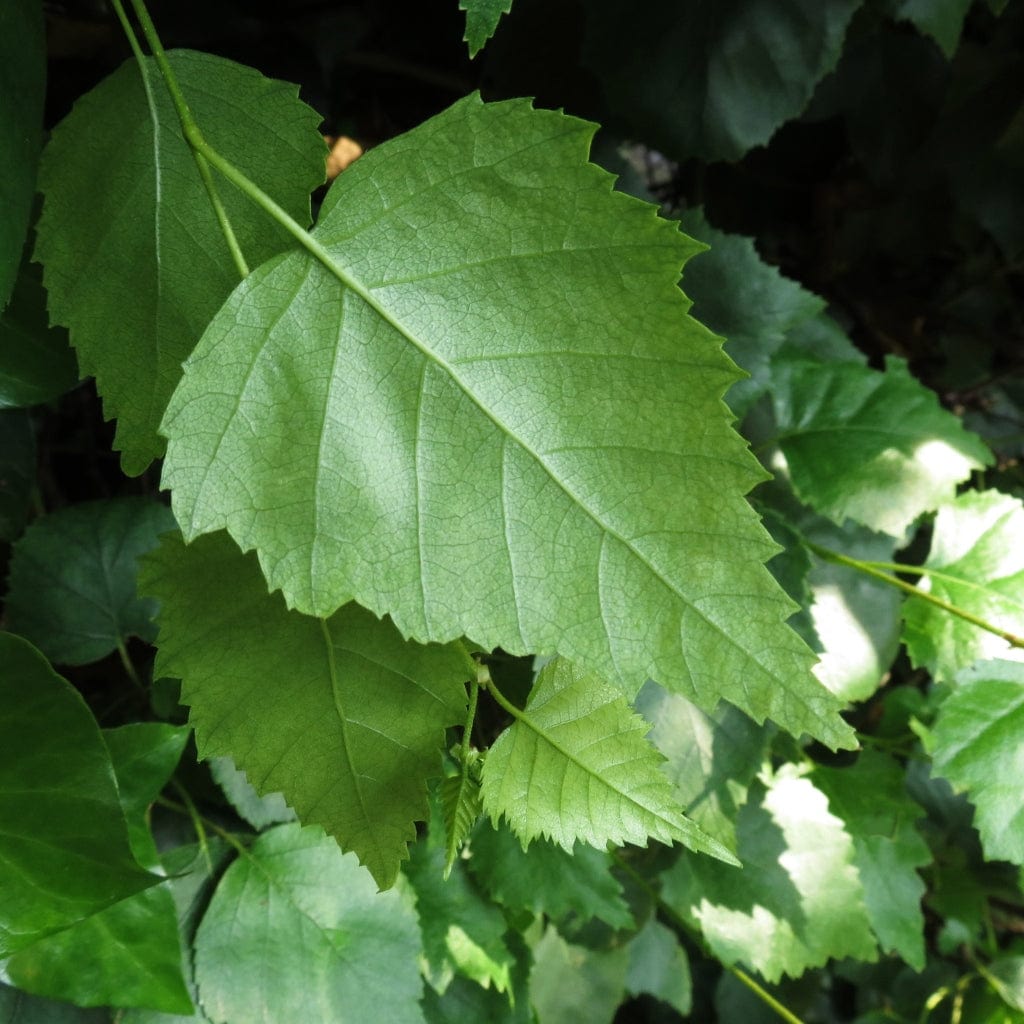 Betula pendula