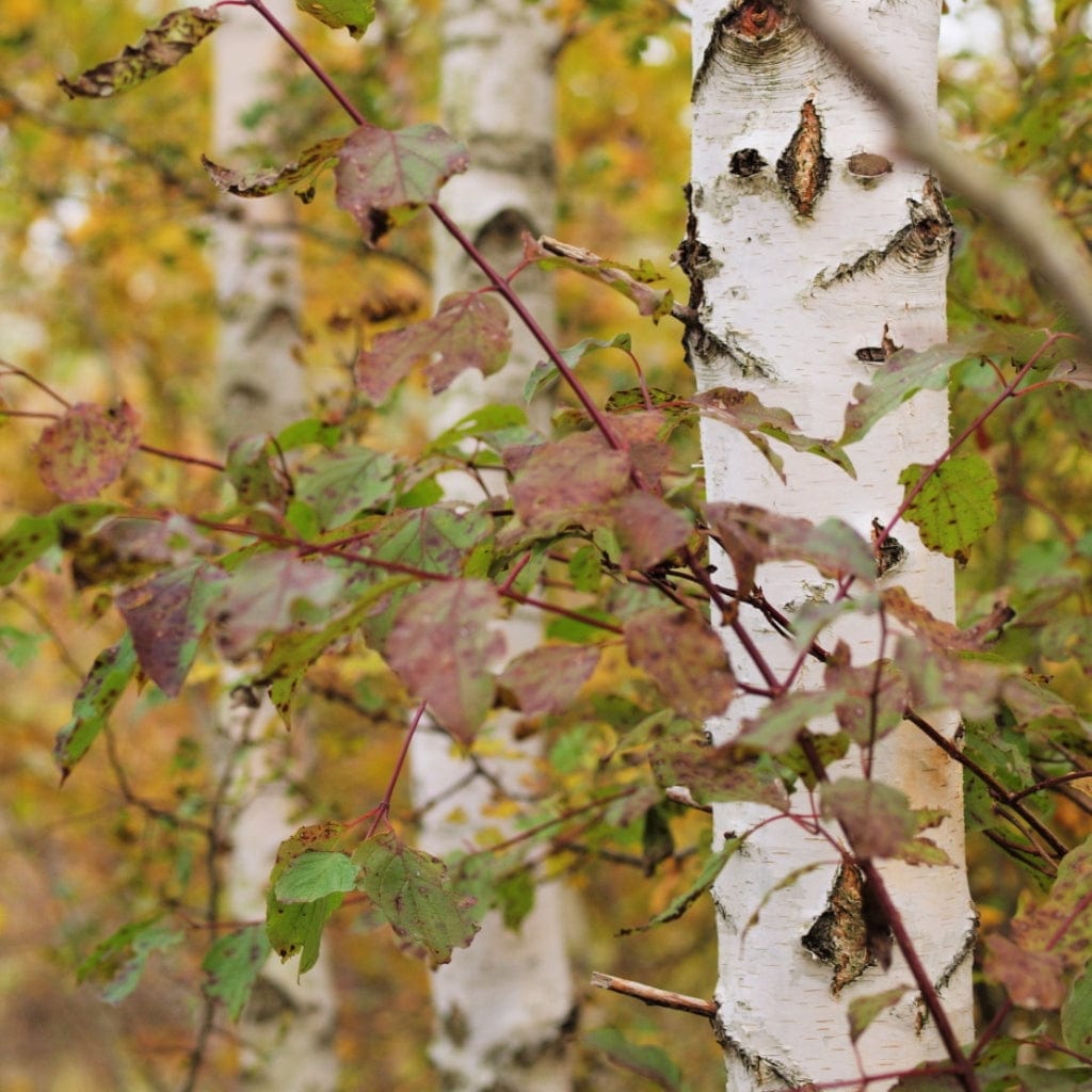 Betula pendula