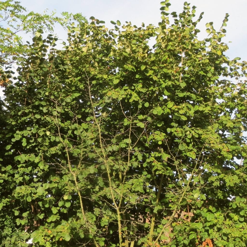 Betula pendula