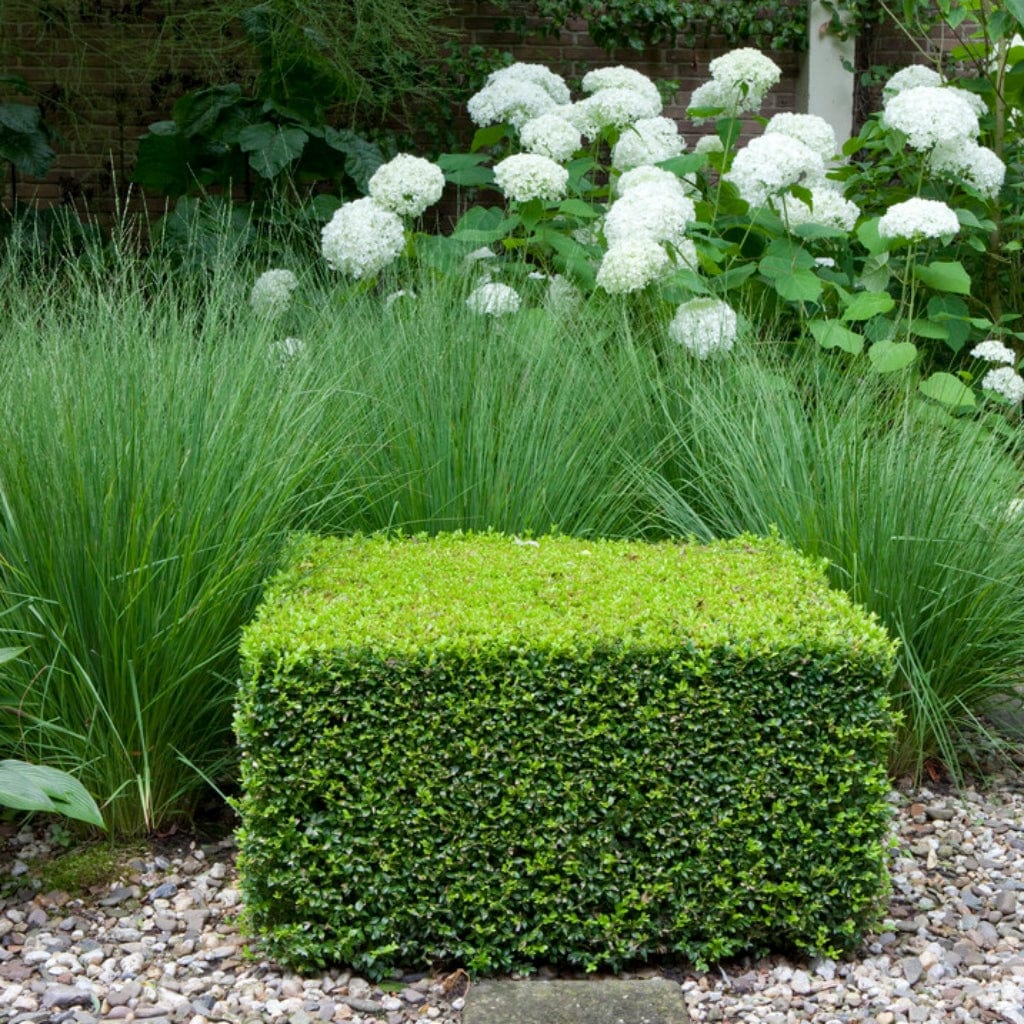 Buxus sempervirens