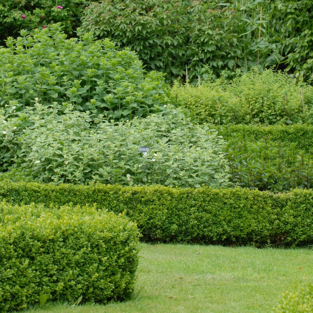 Buxus sempervirens