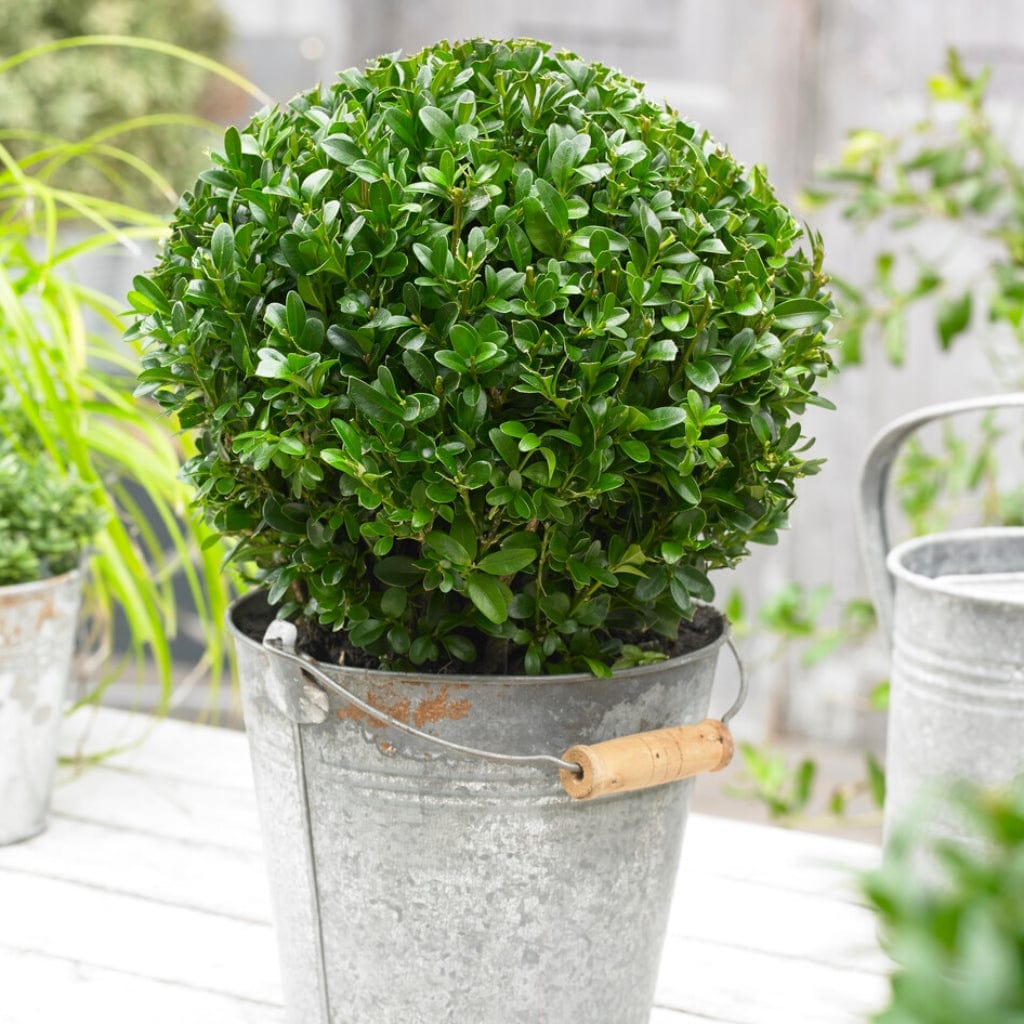 Buxus sempervirens