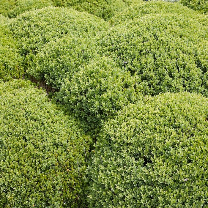 Buxus sempervirens