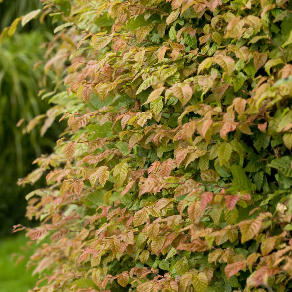 Carpinus betulus