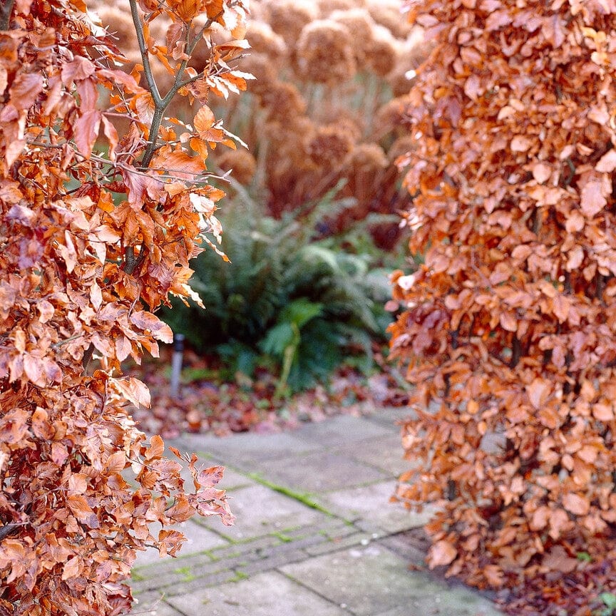 Carpinus betulus