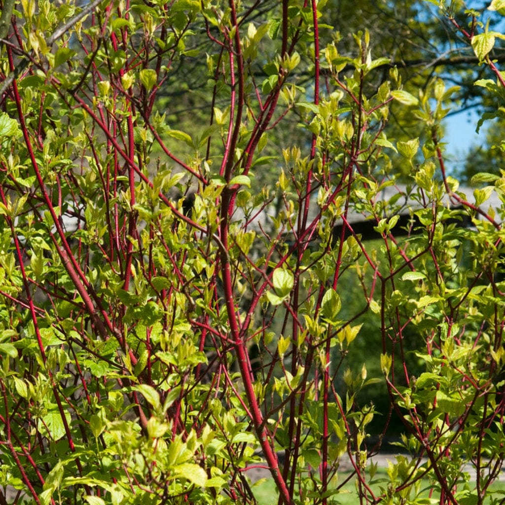Cornus alba