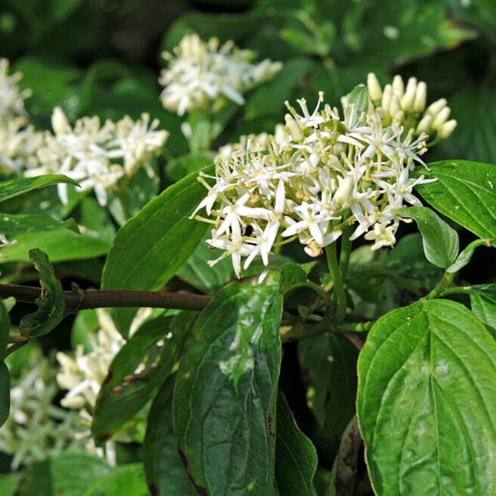 Cornus alba