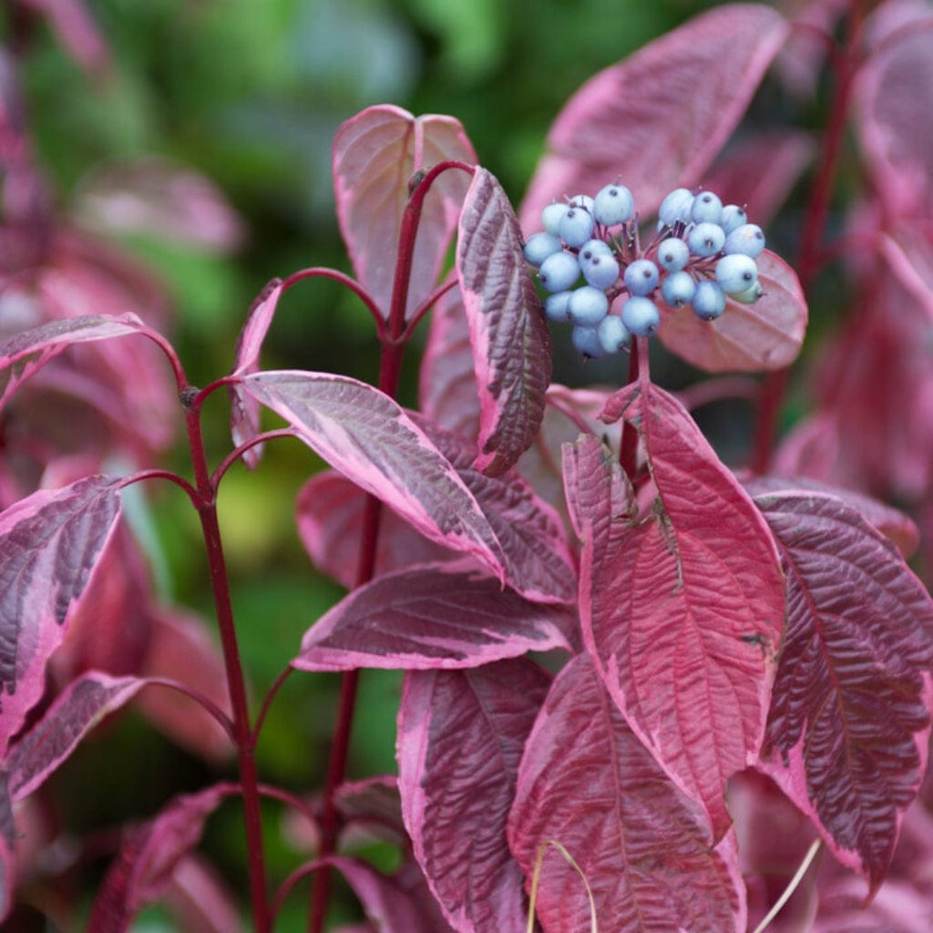Cornus alba