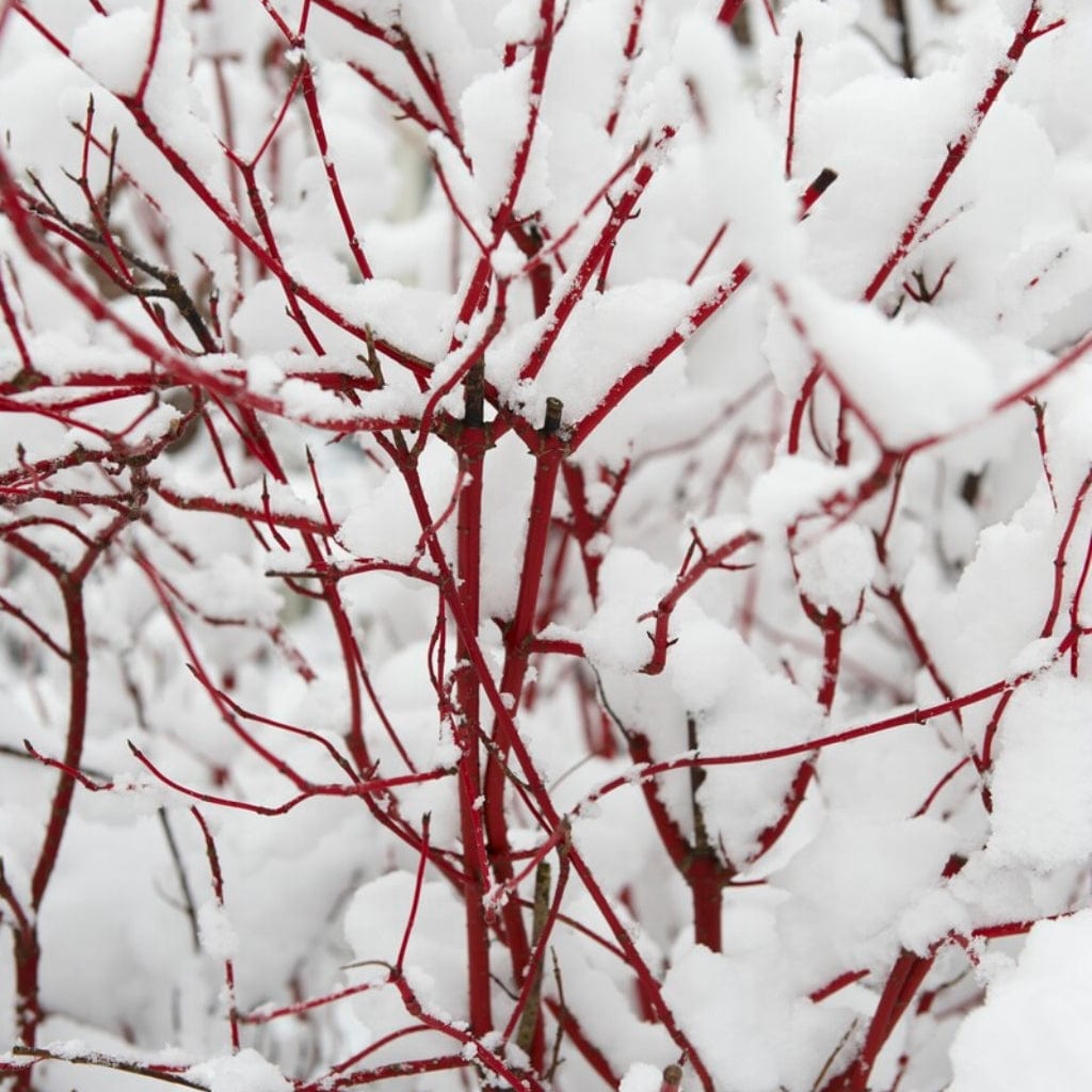 Cornus alba