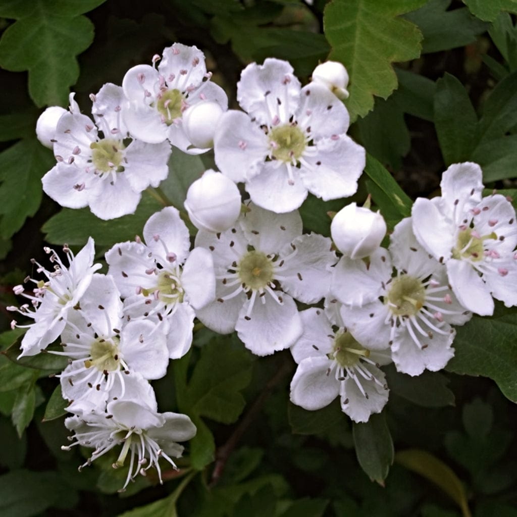 Crataegus monogyna
