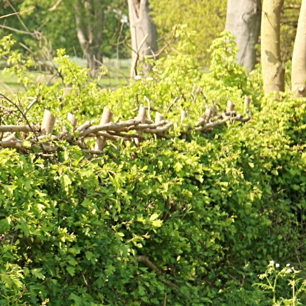 Crataegus monogyna