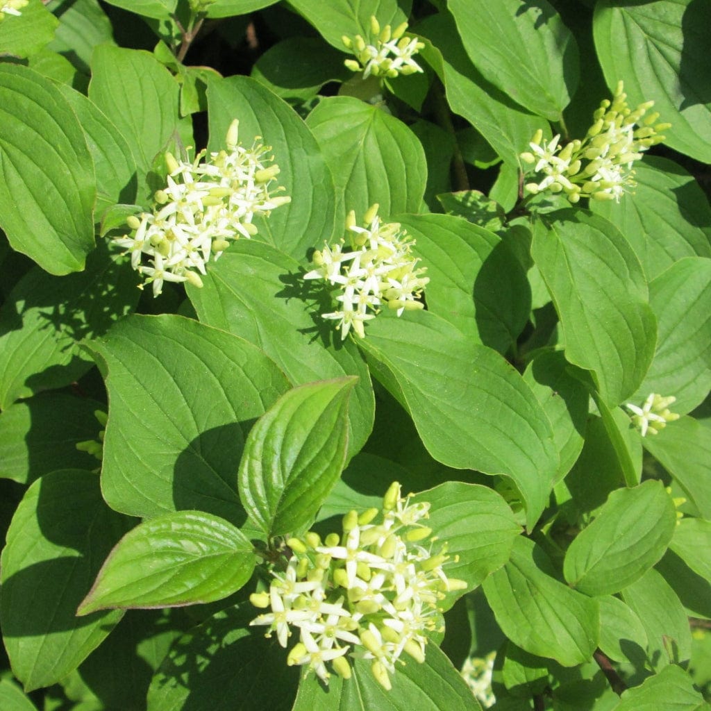 Cornus sanguinea