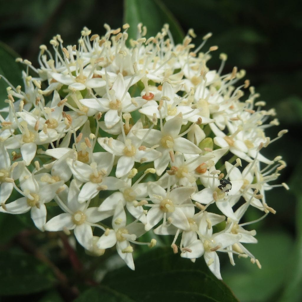 Cornus sanguinea