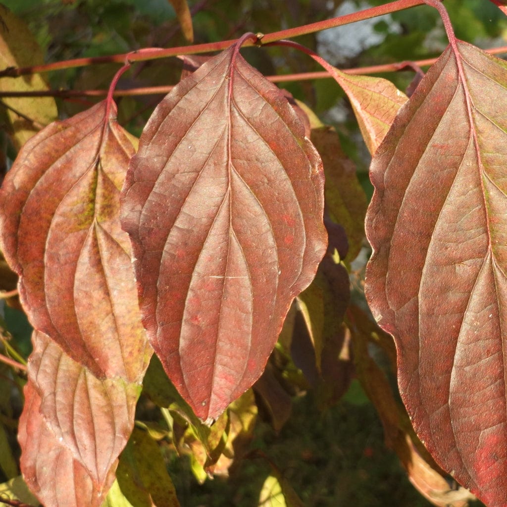 Cornus sanguinea