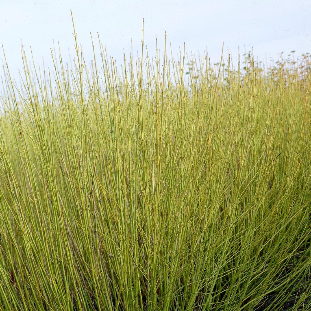 Cornus stolonifera 'Flaviramea'