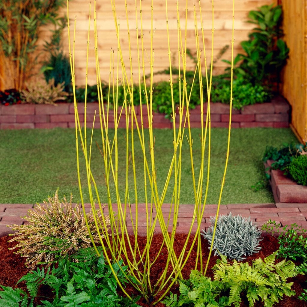Cornus stolonifera 'Flaviramea'