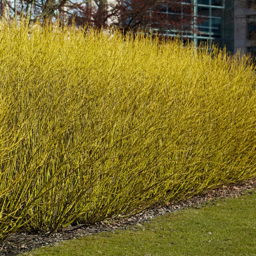 Cornus stolonifera 'Flaviramea'