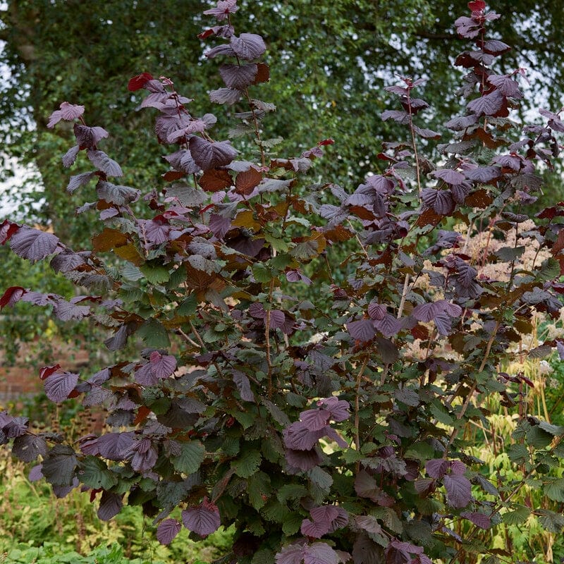 Corylus avellana