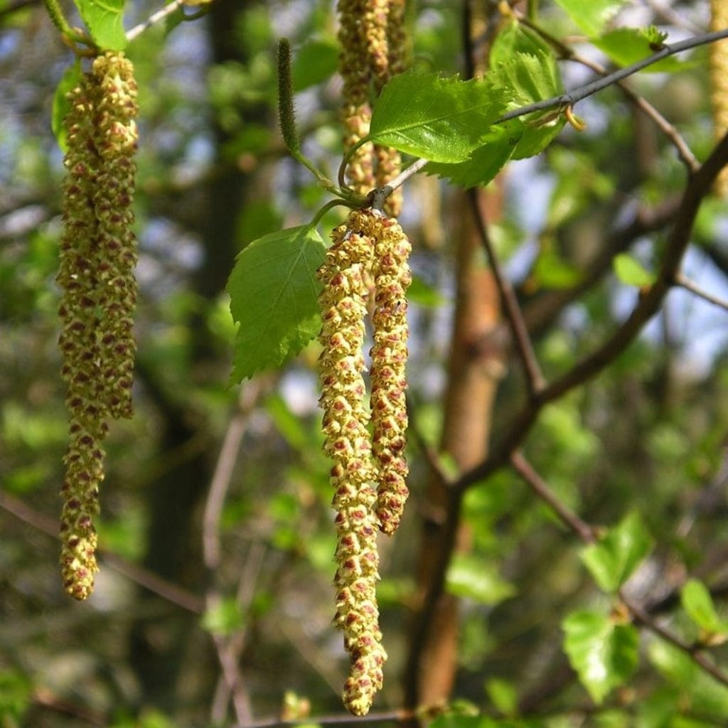 Corylus avellana