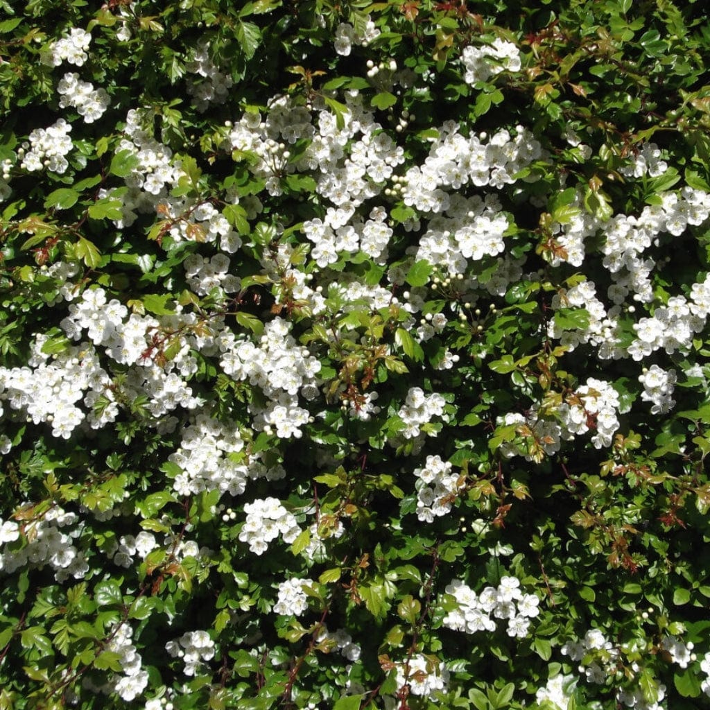 Crataegus monogyna