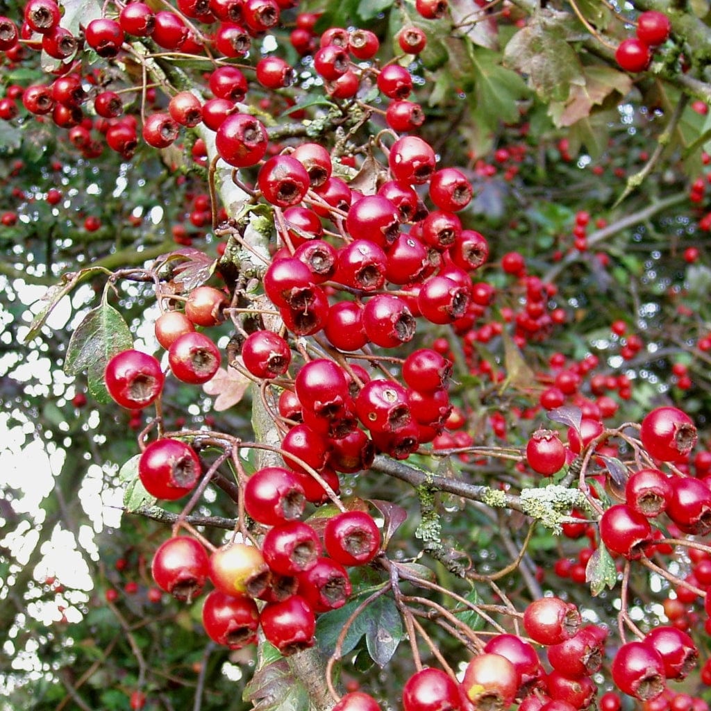 Crataegus monogyna