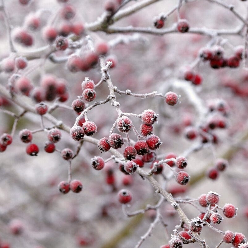 Crataegus monogyna