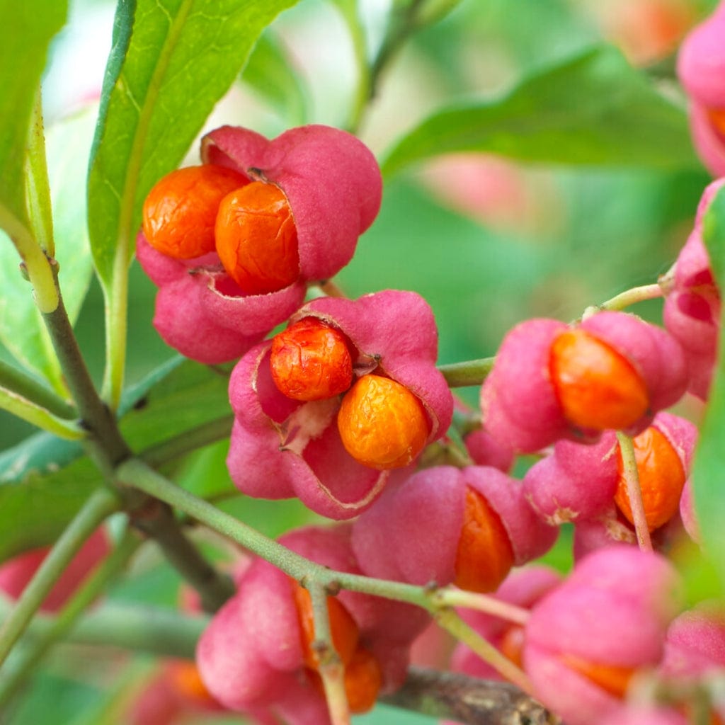 Euonymus europaeus