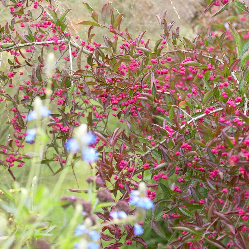 Euonymus europaeus