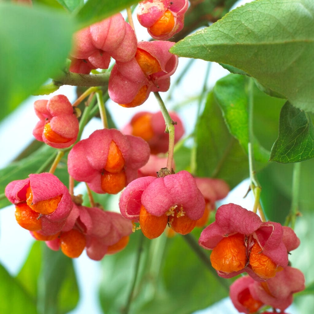 Euonymus europaeus