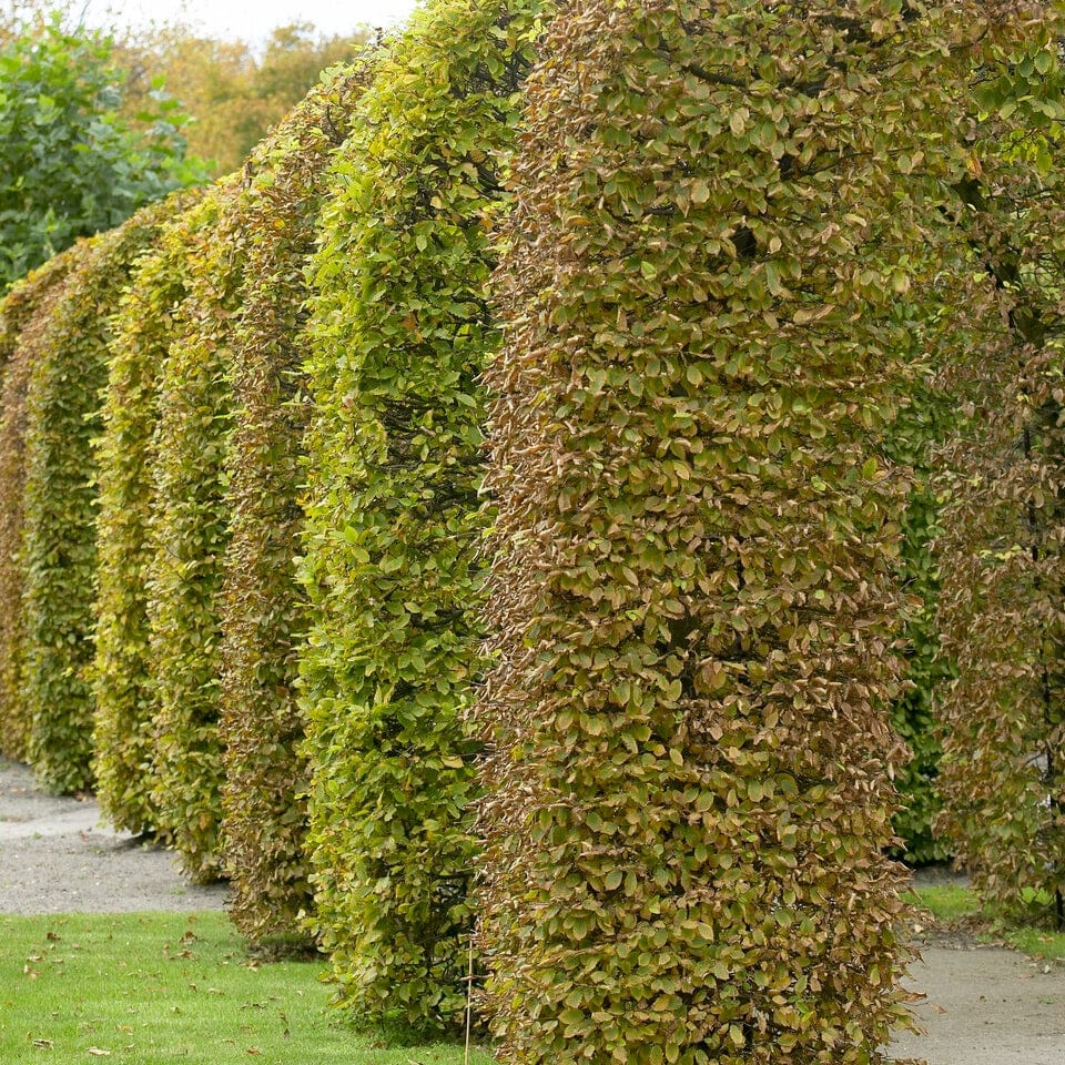 Fagus sylvatica