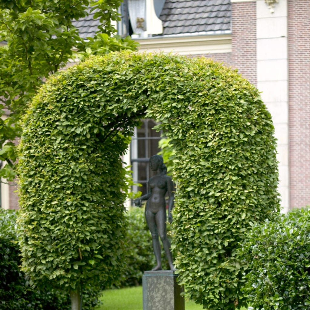 Fagus sylvatica