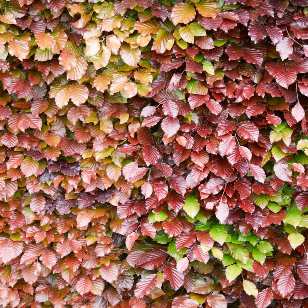 Fagus sylvatica