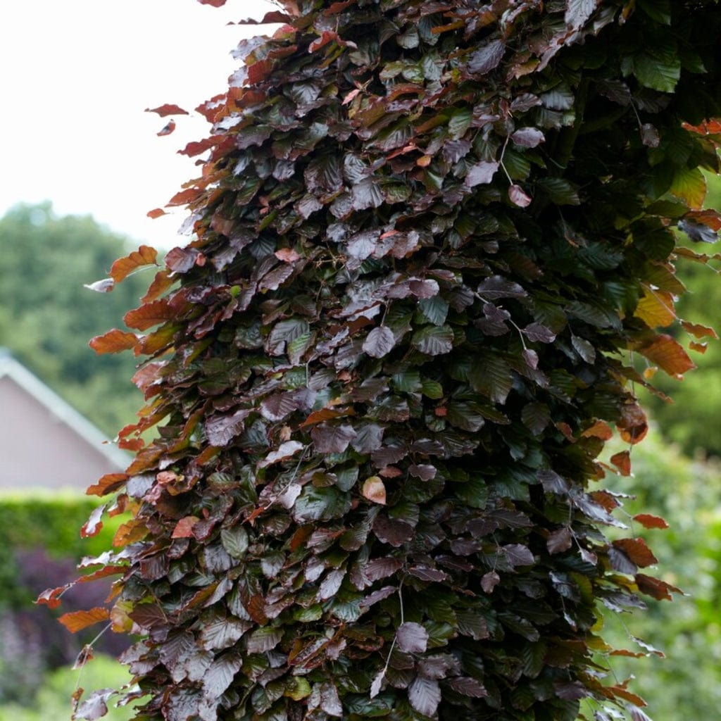 Fagus sylvatica 'Purpurea'
