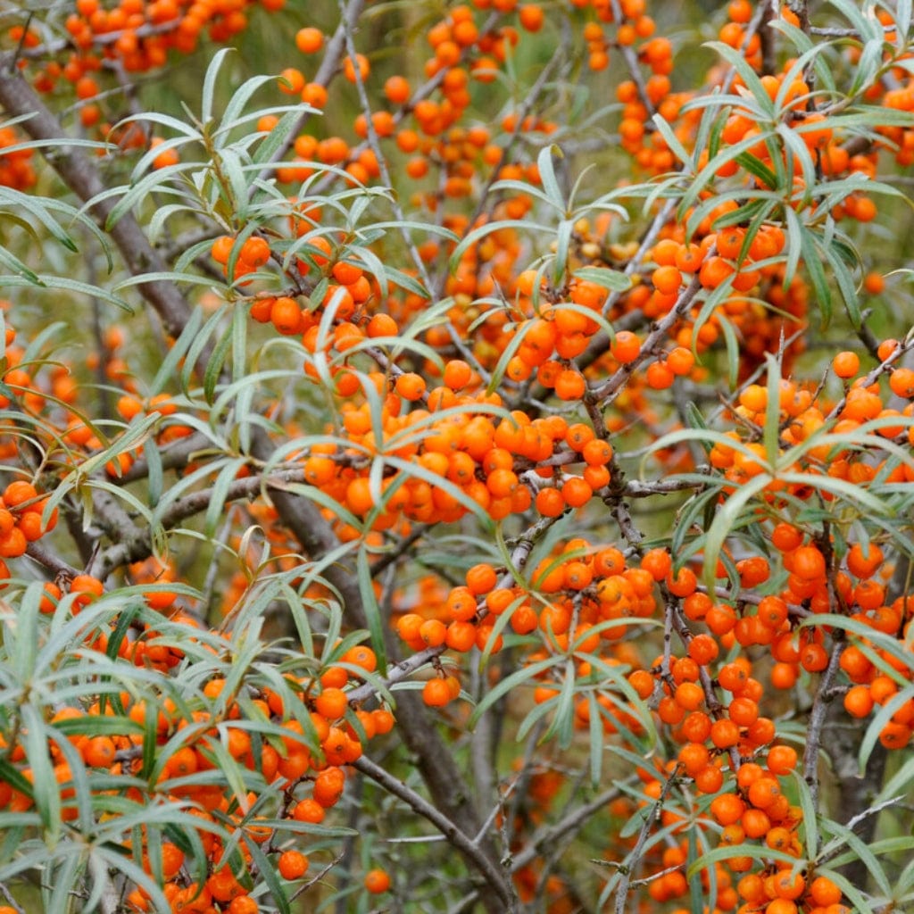 Hippophae rhamnoides