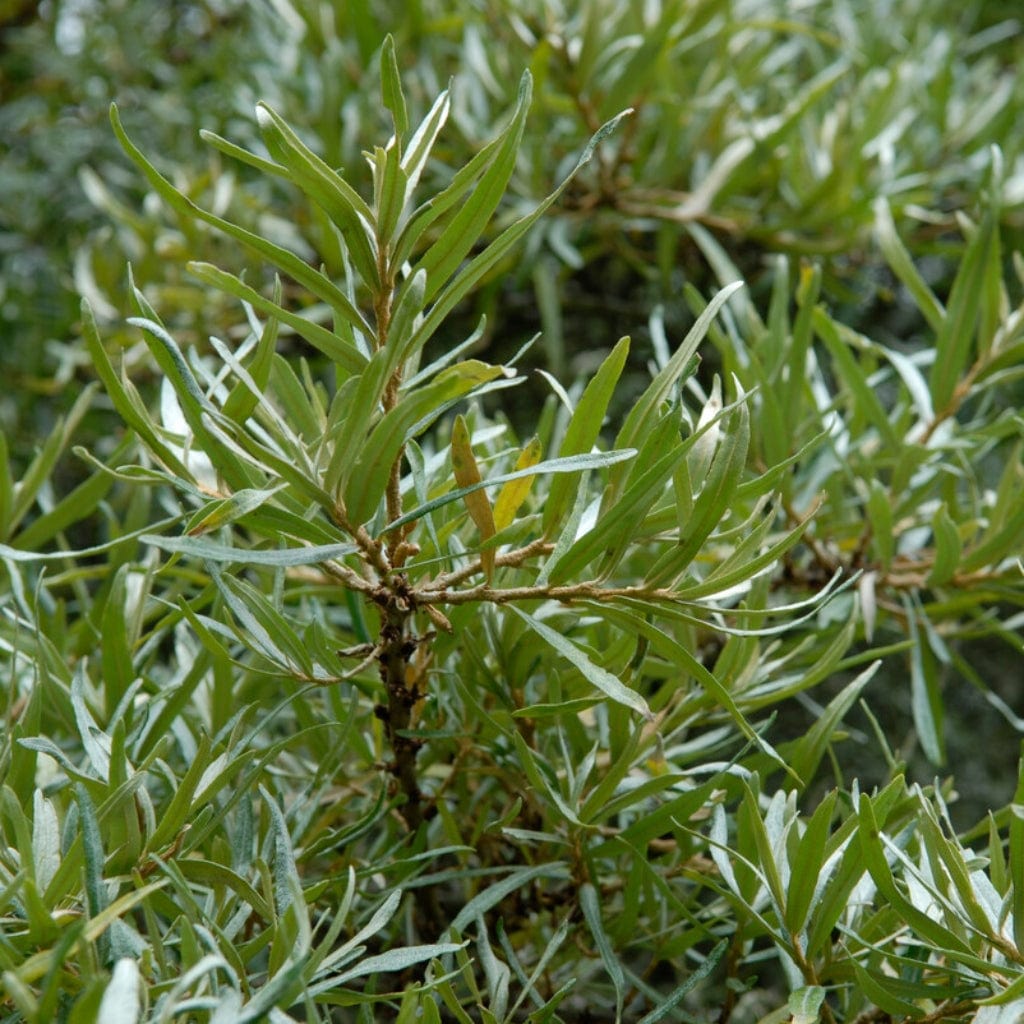 Hippophae rhamnoides
